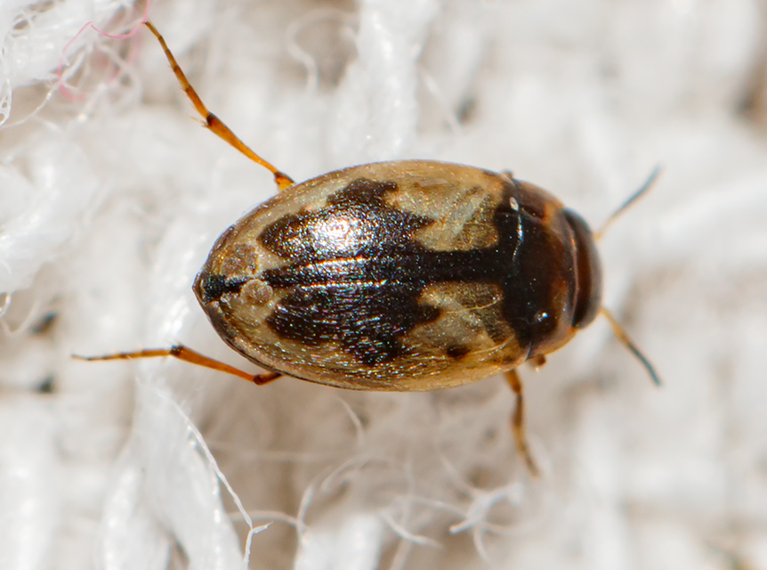 Hydroglyphus geminus - gyakori paránycsíkbogár