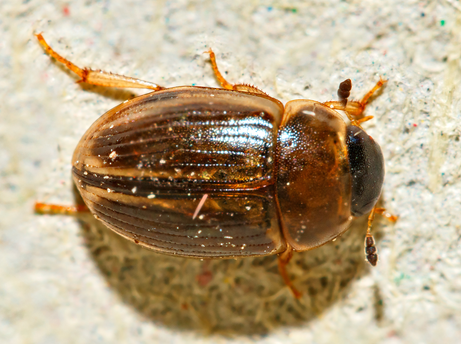 Cercyon laminatus - jövevény iszapcsiborka
