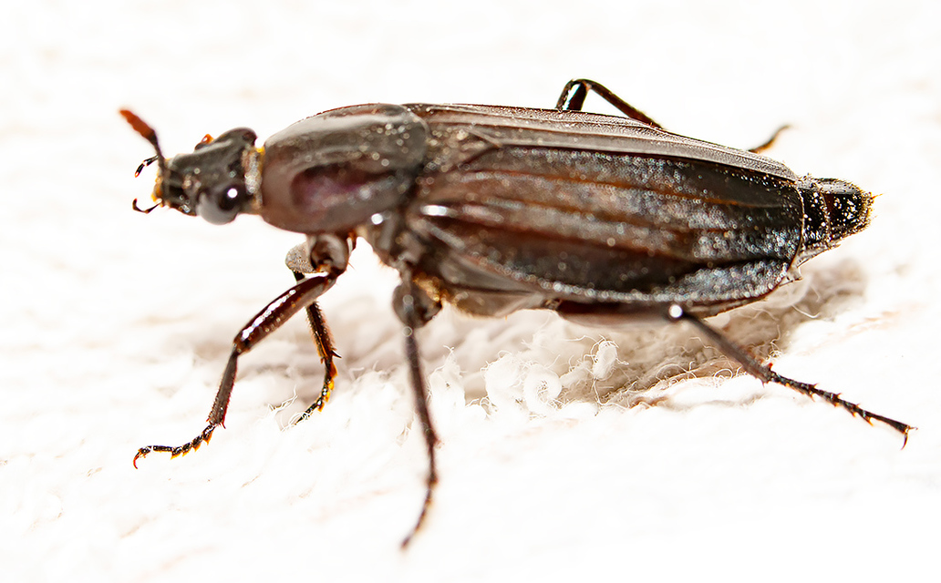 Necrodes littoralis - nagy dögbogár