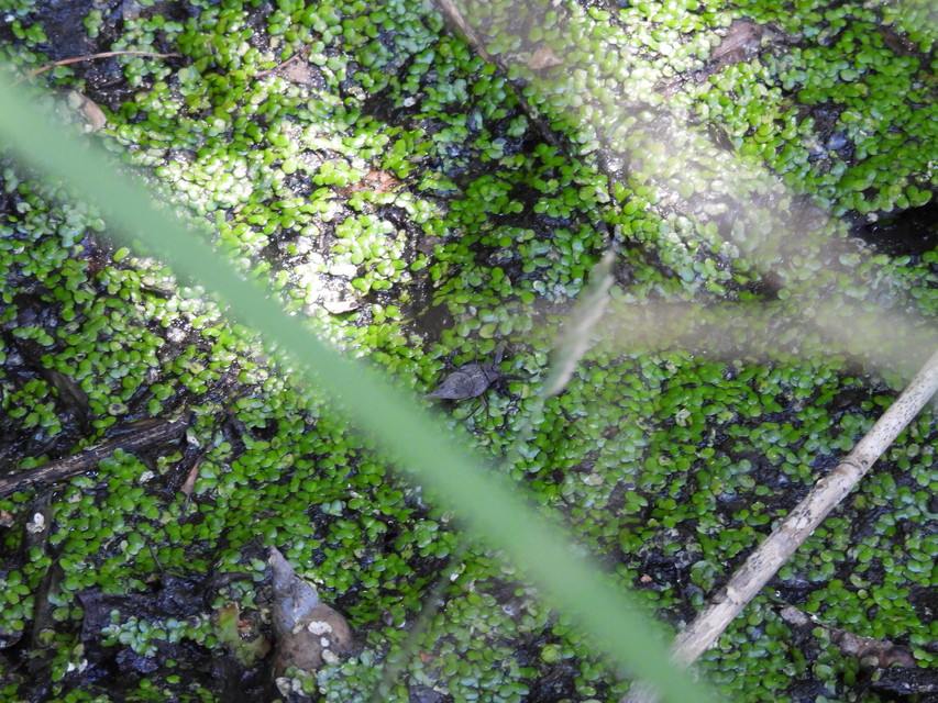 Nepa cinerea - víziskorpió