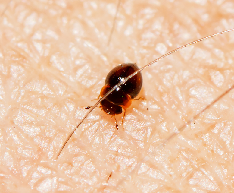 Agathidium Agathidium