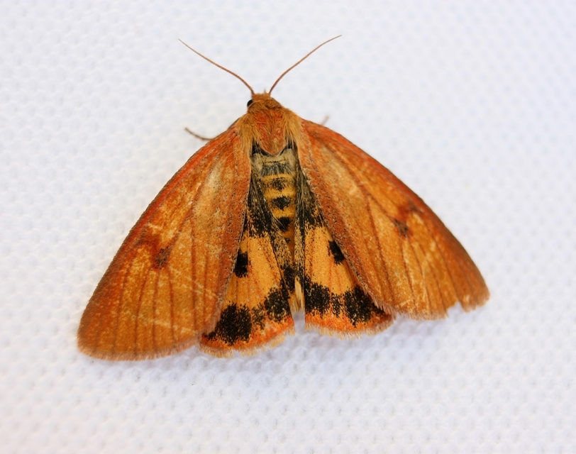 Diacrisia sannio - vörösszélű medvelepke