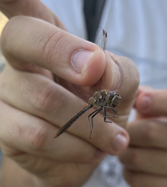 Sympetrum vulgatum - barkós katona-szitakötő