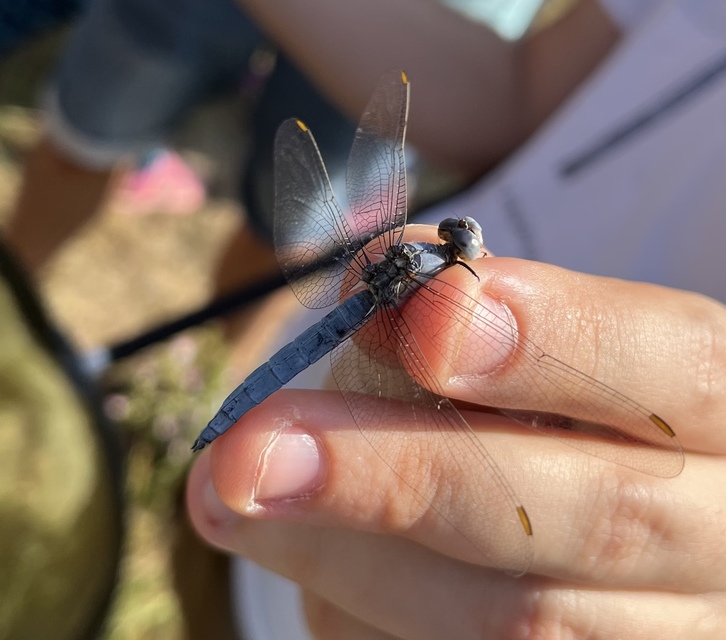 Orthetrum coerulescens - karcsú pásztorszitakötő