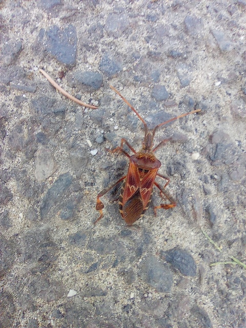 Leptoglossus occidentalis - nyugati levéllábú poloska