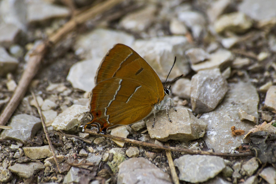 Thecla betulae - nyírfalepke