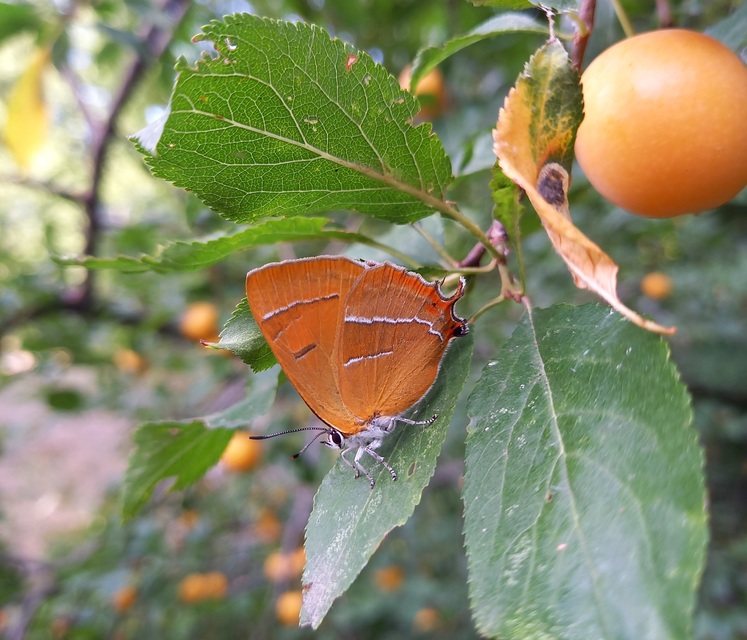 Thecla betulae - nyírfalepke