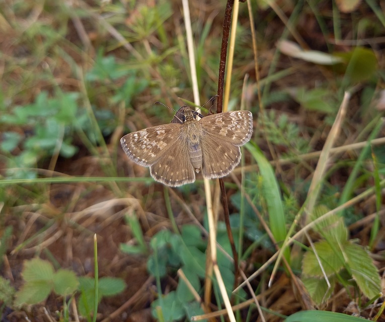 Erynnis tages - cigánylepke