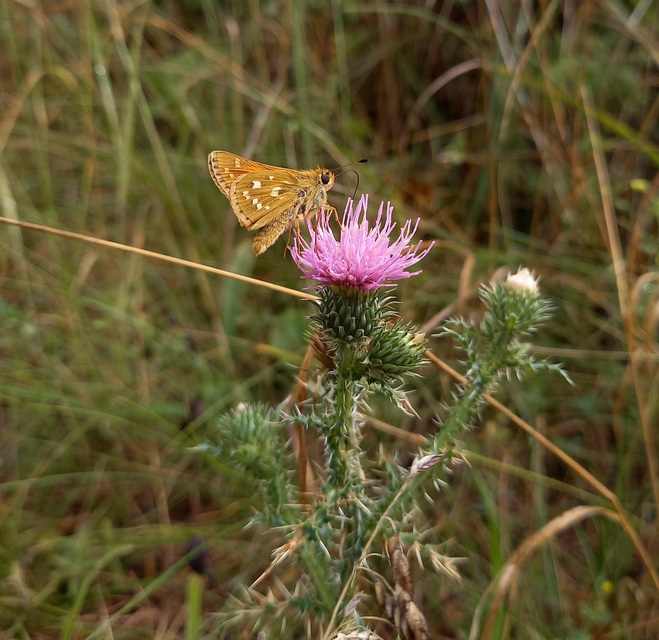 Hesperia comma - vesszős busalepke