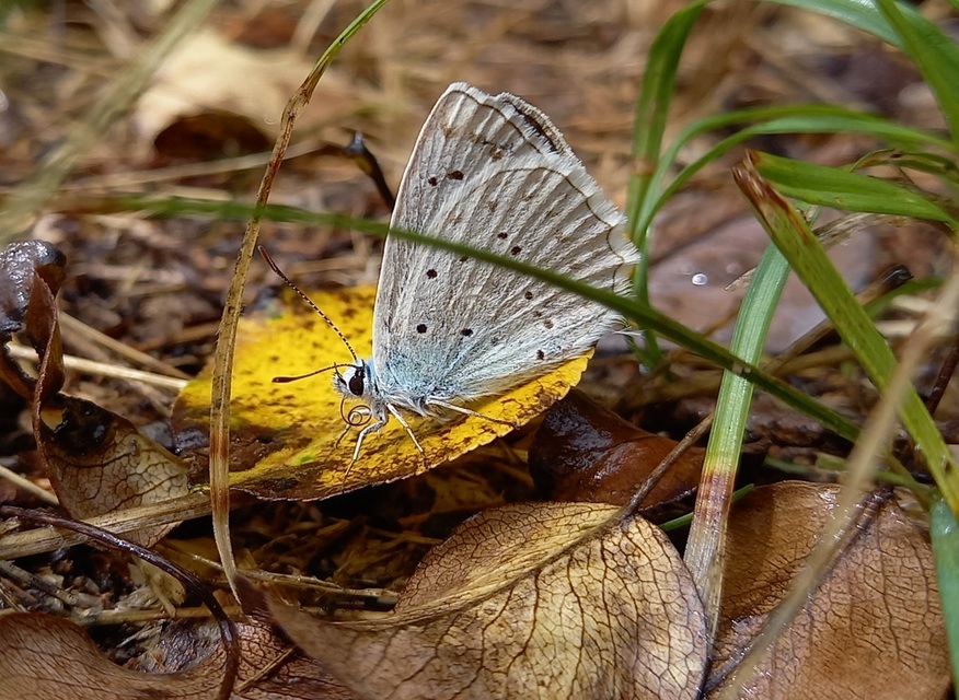Polyommatus daphnis - csipkés boglárka