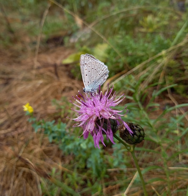 Polyommatus daphnis - csipkés boglárka