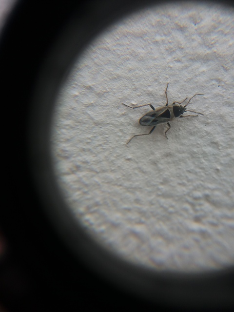 Xanthochilus quadratus - szegélyes díszesbodobács