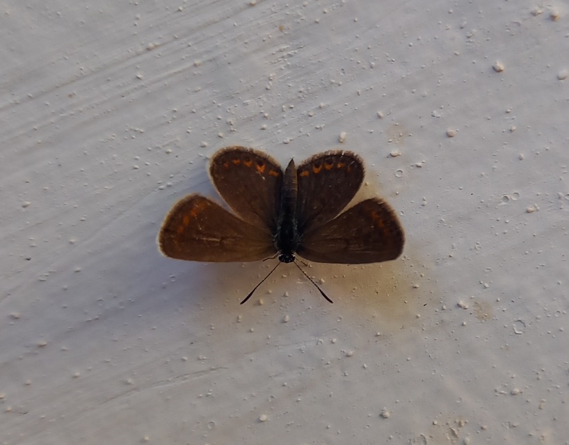 Plebejus argus - ezüstös boglárka