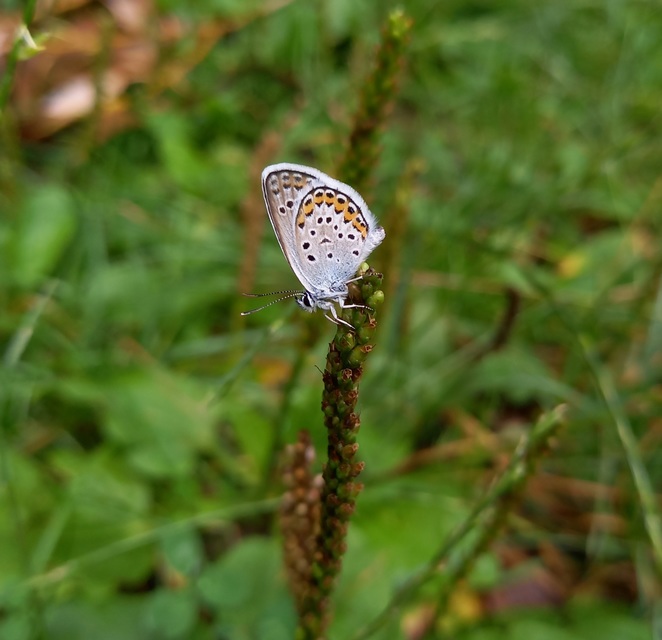 Plebejus argus - ezüstös boglárka
