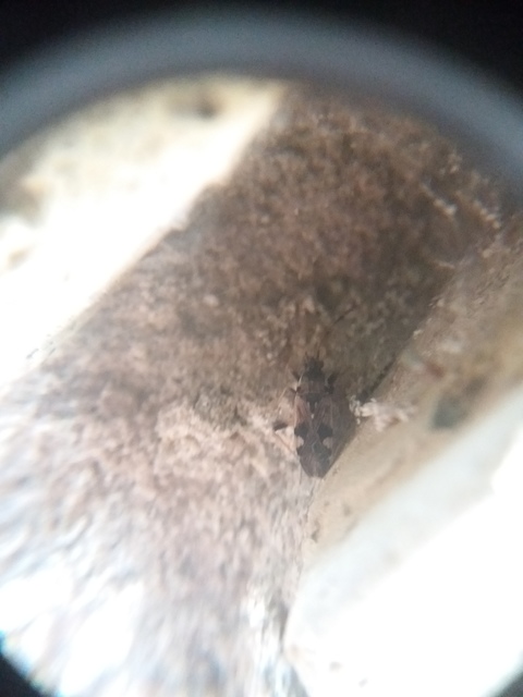 Beosus maritimus - homoki bodobács