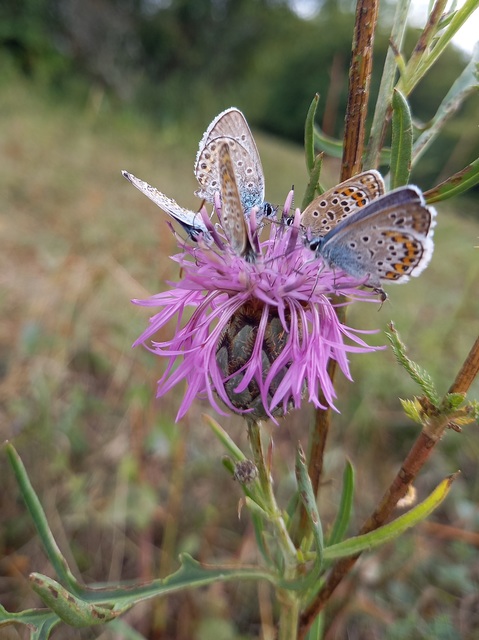 Plebejus argus - ezüstös boglárka
