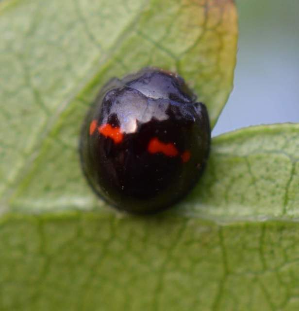 Chilocorus bipustulatus - szalagos szerecsenkata