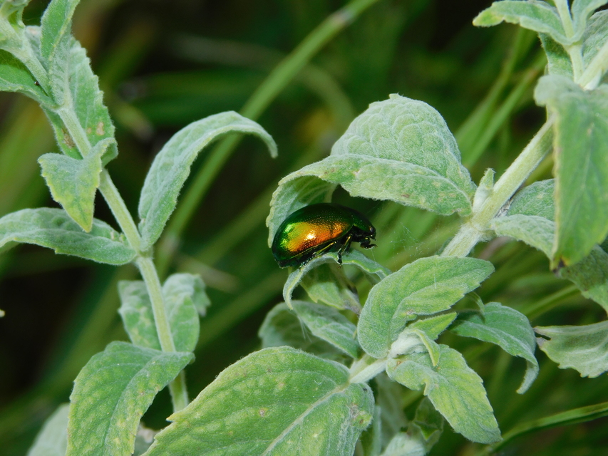 Chrysolina herbacea - zöld mentalevelész