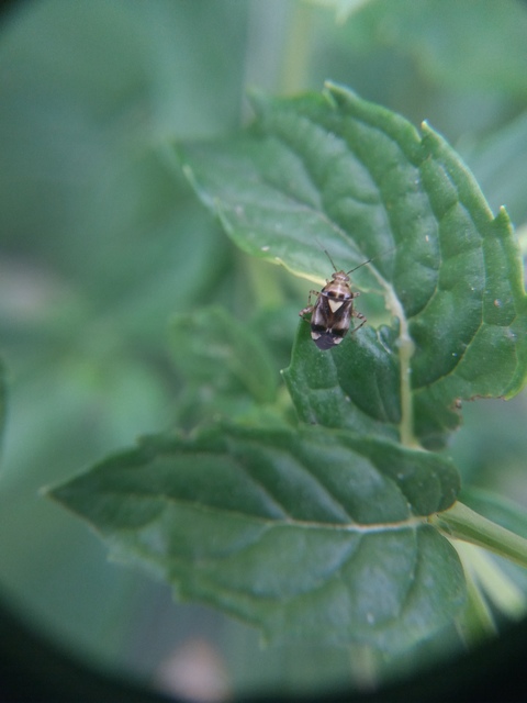 Liocoris tripustulatus - hárompettyes mezeipoloska Liocoris tripustulatus - hárompettyes mezeipoloska