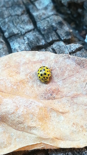 Psyllobora vigintiduopunctata - huszonkétpettyes katica