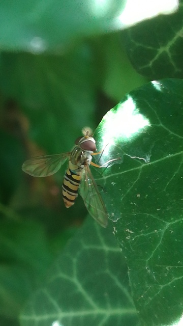 Episyrphus balteatus - ékfoltos zengőlégy