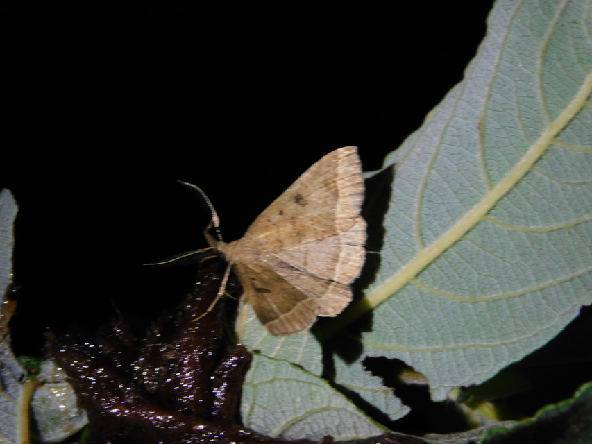 Pechipogo plumigeralis - tollascsápú karcsúbagoly