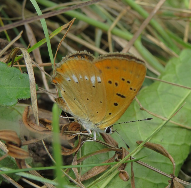 Lycaena virgaureae - arany-tűzlepke