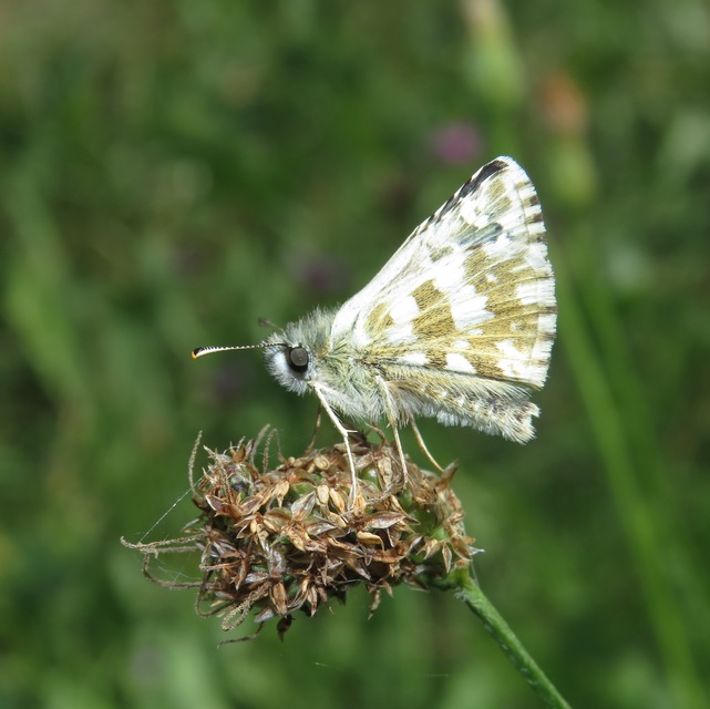 Pyrgus alveus - hegyi busalepke