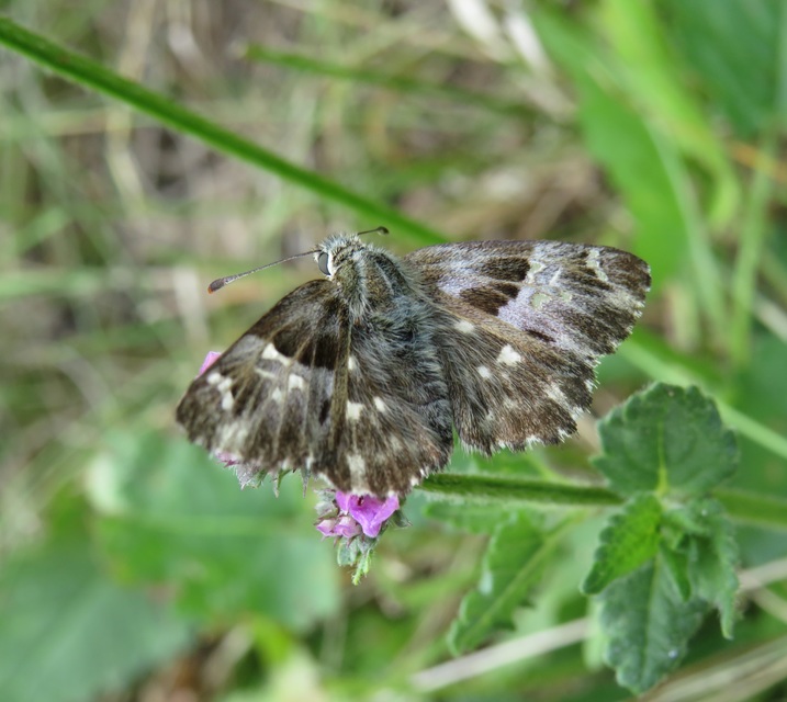 Carcharodus floccifera - pemetefű-busalepke