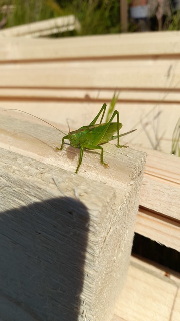Tettigonia cantans - éneklő lombszöcske