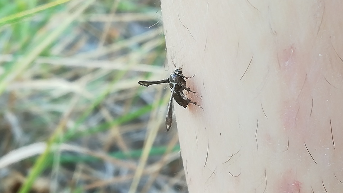 Microsphecia brosiformis - folyófűszitkár