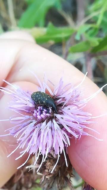 Larinus turbinatus - kúposorrú púderbarkó