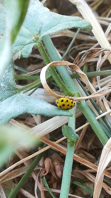 Psyllobora vigintiduopunctata - huszonkétpettyes katica