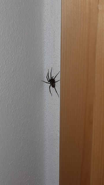 Tegenaria