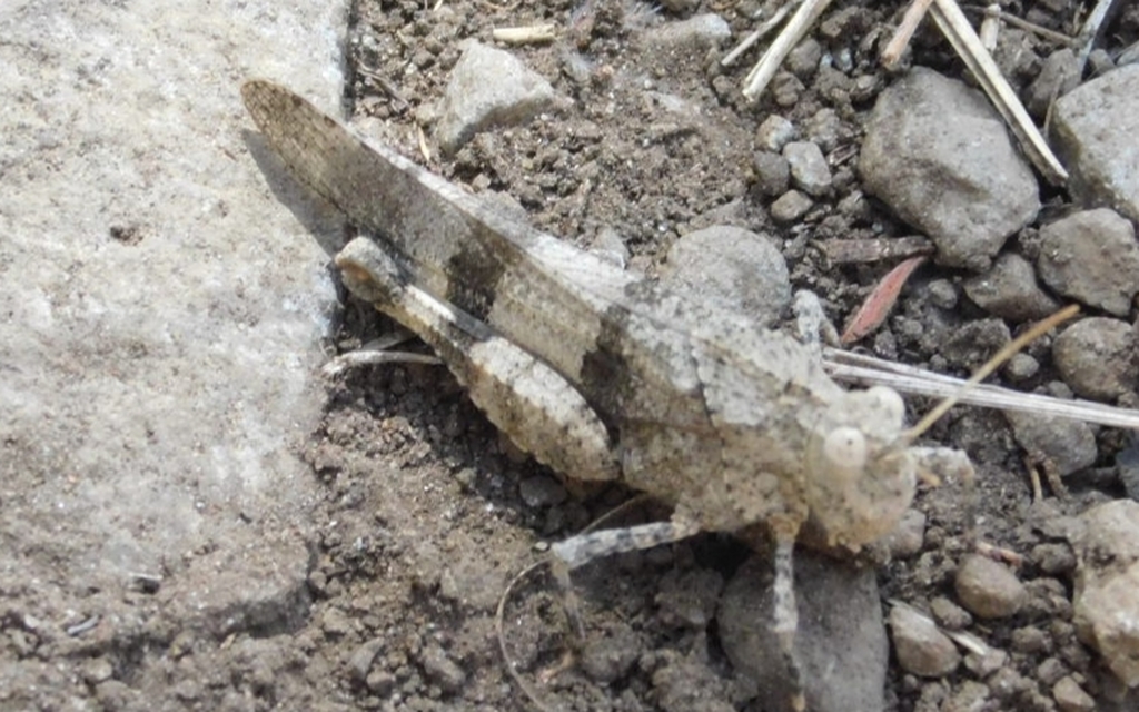 Oedipoda caerulescens - kékszárnyú sáska