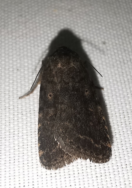 Athetis gluteosa - nyugtalan lápibagoly