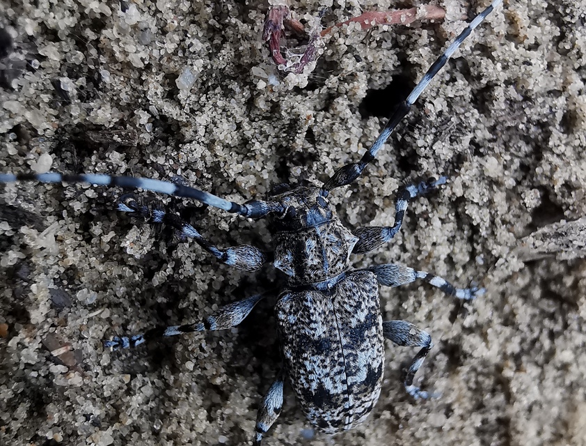 Aegomorphus clavipes - tarka cincér Aegomorphus clavipes - tarka cincér