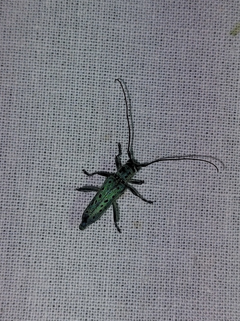Saperda punctata - pettyes szilcincér Saperda punctata - pettyes szilcincér
