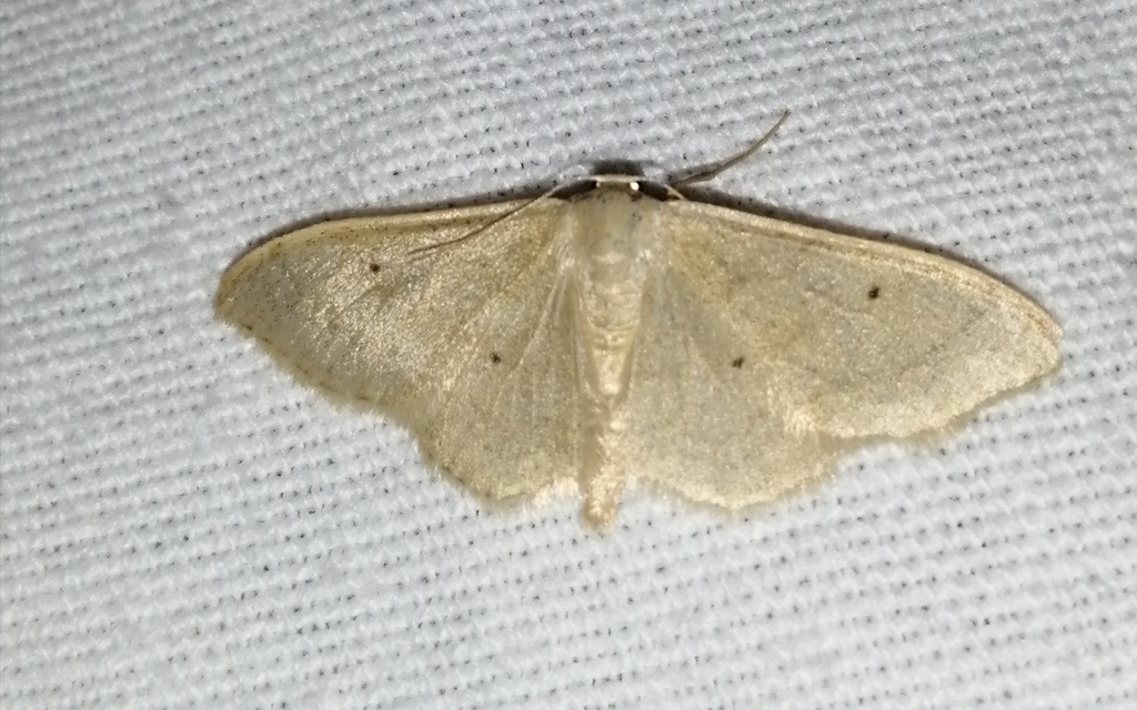 Idaea straminata - szalmasárga sávosaraszoló