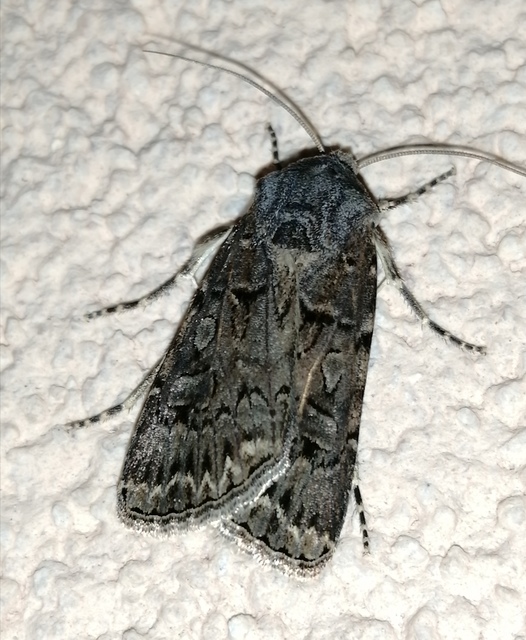 Agrotis bigramma - kétjegyű földibagoly