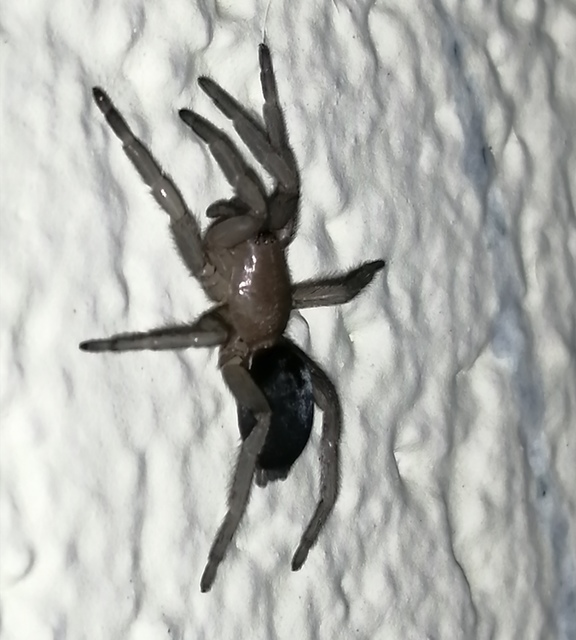 Scotophaeus