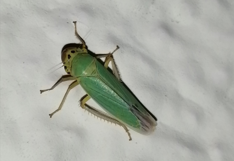 Cicadella viridis - méregzöld kabóca