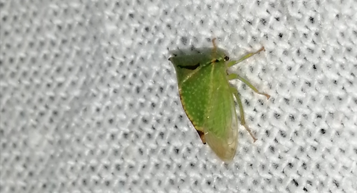 Stictocephala bisonia - bivalykabóca
