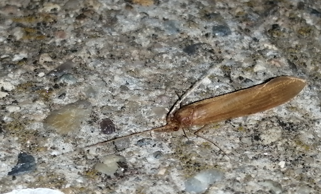 Leptoceridae