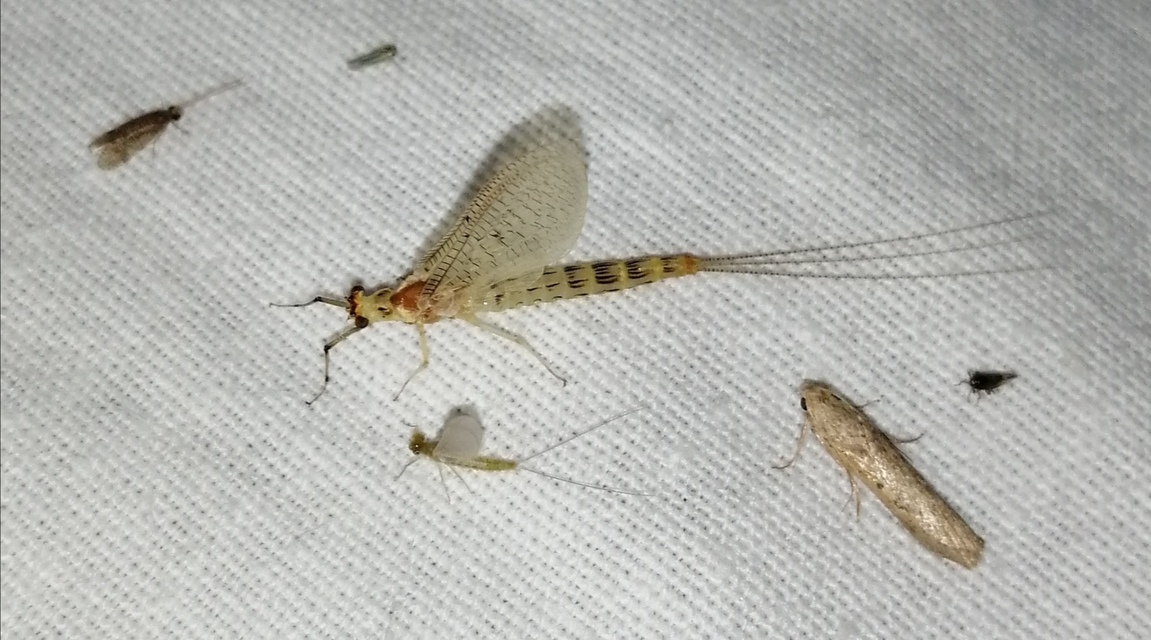 Ephemera lineata