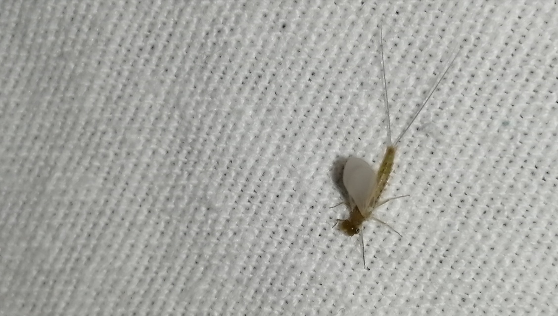 Baetidae