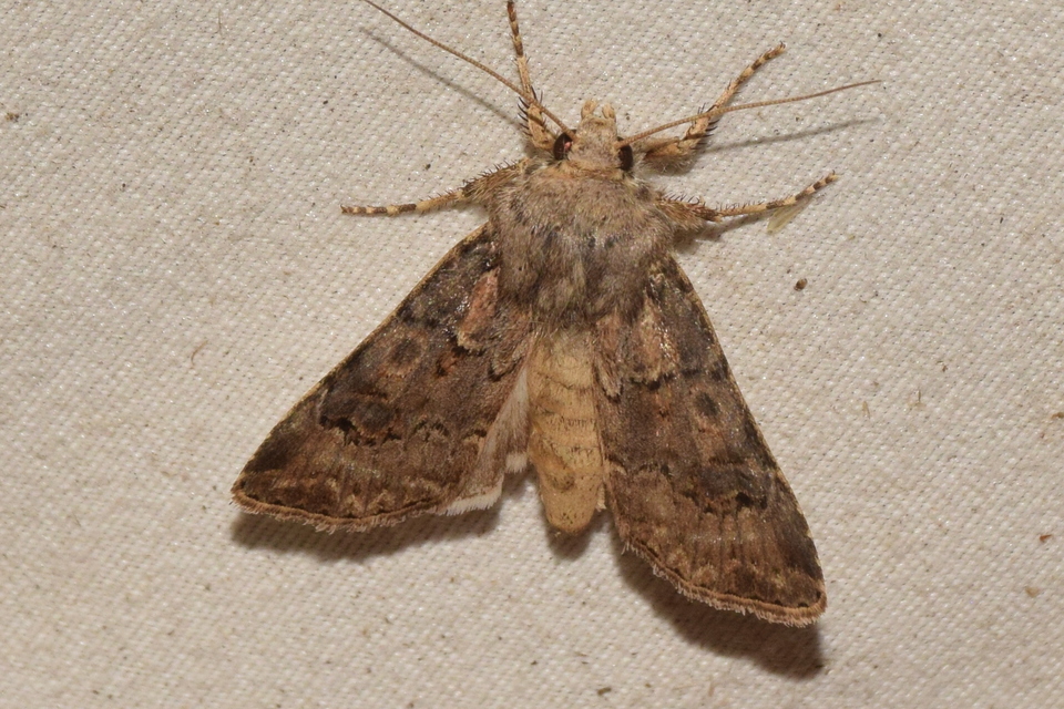 Agrotis bigramma - kétjegyű földibagoly