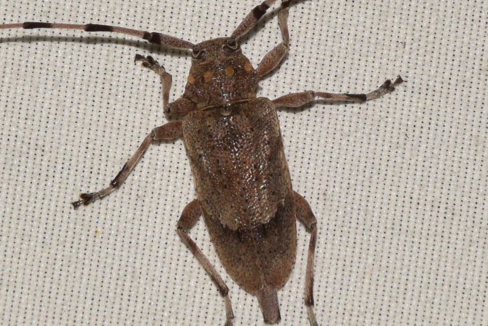 Acanthocinus aedilis - nagy daliáscincér