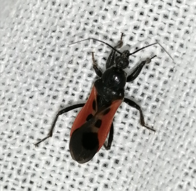 Peirates hybridus - foltos rablópoloska