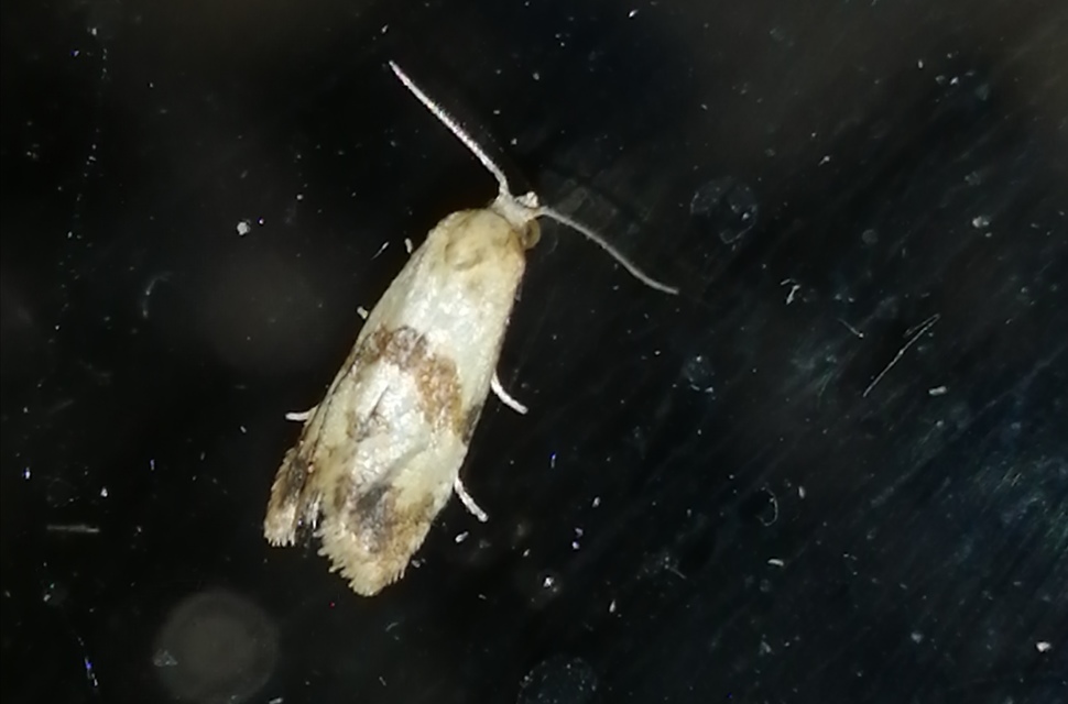 Phalonidia contractana - pipitér-fúrómoly
